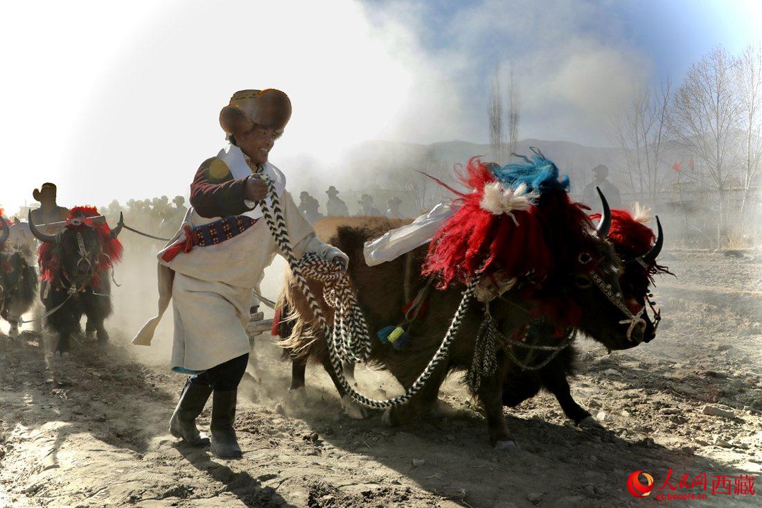 山南市扎囊縣扎其鄉(xiāng)孟卡榮村迎來春耕第一犁。人民網(wǎng) 次仁羅布攝