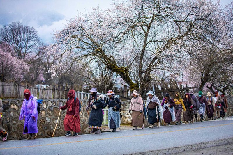 下雨了，漫步在桃花下的村民。張靜攝