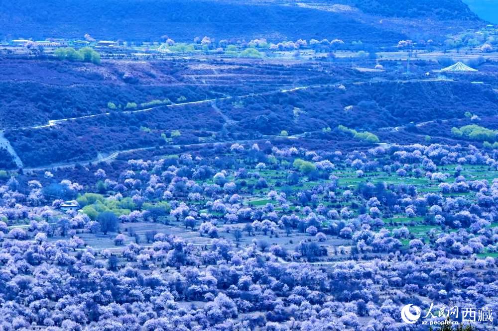 遠眺“桃花村”。人民網 李海霞攝