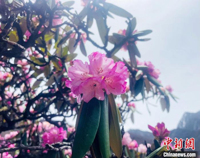 近日，西藏自治區(qū)山南市加查縣索囊溝的杜鵑花競相綻放?！∪轿木?攝