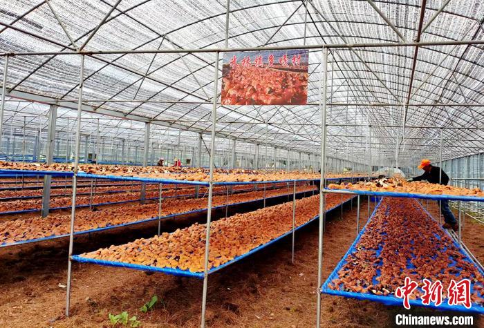 圖為紅太陽(yáng)科技示范家庭農(nóng)場(chǎng)采收的靈芝?！∑酱胪喙﹫D