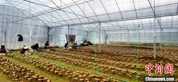 圖為紅太陽(yáng)科技示范家庭農(nóng)場(chǎng)組織民眾采收靈芝。　平措旺青供圖