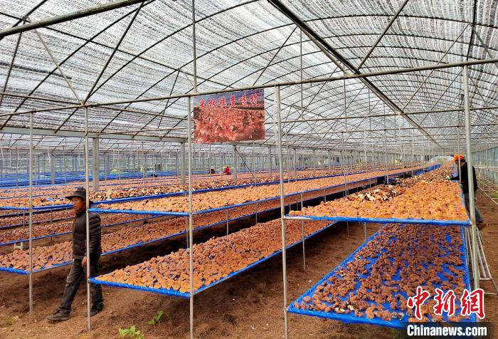 圖為紅太陽(yáng)科技示范家庭農(nóng)場(chǎng)采收的靈芝?！∑酱胪喙﹫D