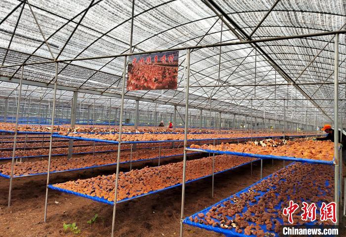 圖為紅太陽(yáng)科技示范家庭農(nóng)場(chǎng)采收的靈芝?！∑酱胪喙﹫D