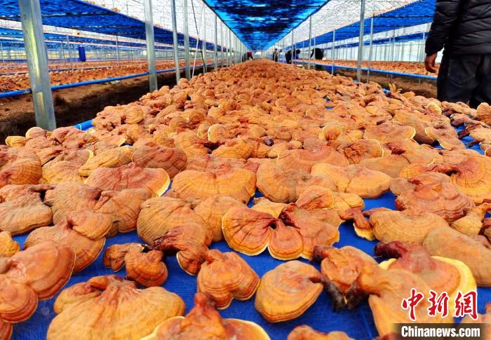 圖為紅太陽(yáng)科技示范家庭農(nóng)場(chǎng)采收的靈芝?！∑酱胪喙﹫D