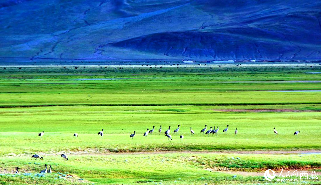 這個季節(jié)正是黑頸鶴繁殖季。人民網 李海霞攝