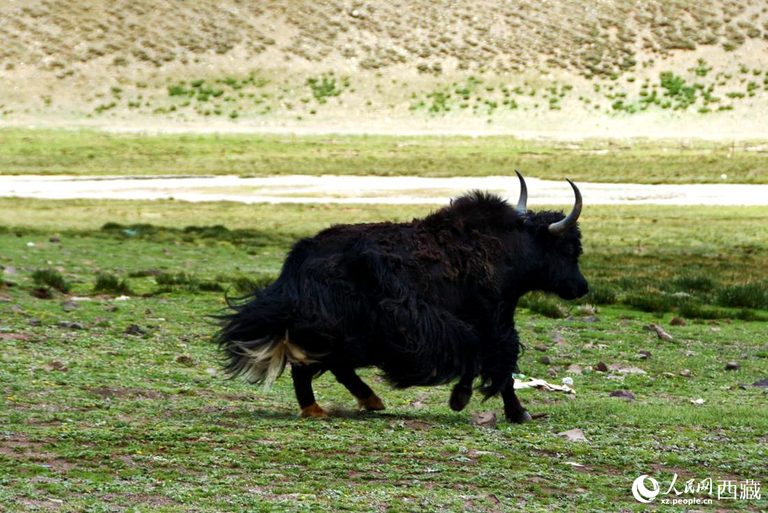 牦牛在草原撒歡兒。人民網 李海霞攝
