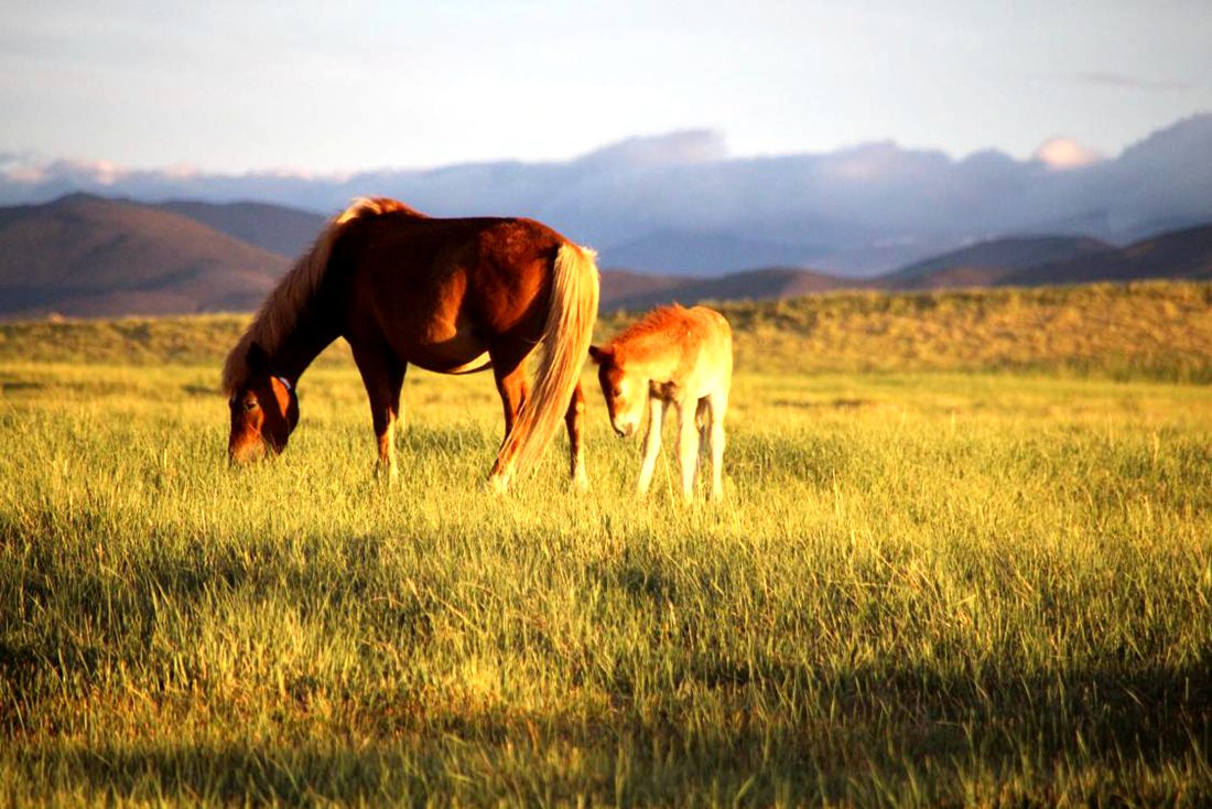 馬兒在草地上覓食。普布桑杰攝