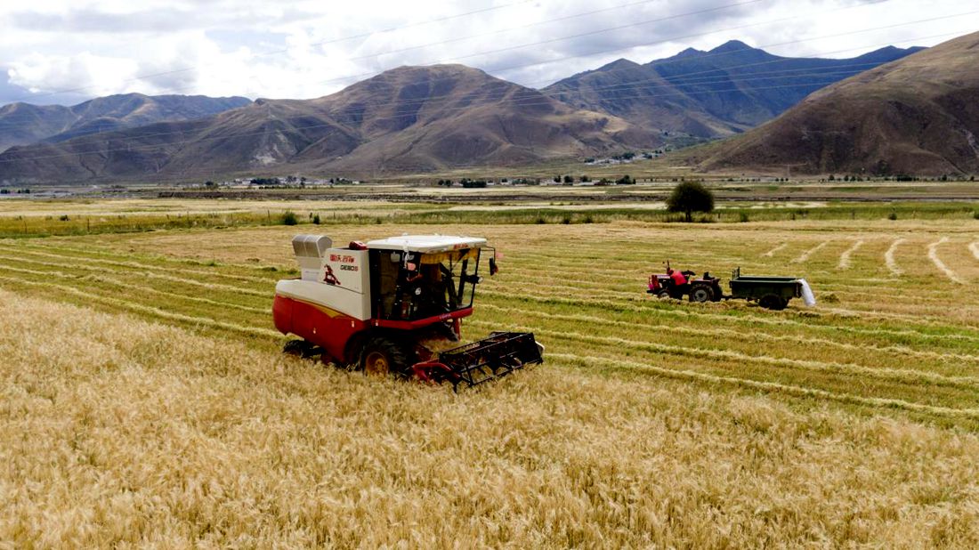 抗疫情、保秋收。洛克攝