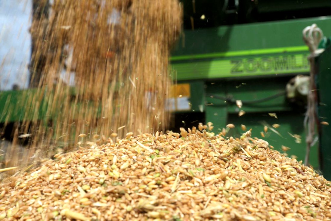 承載著希望的青稞，顆粒歸倉。洛克攝