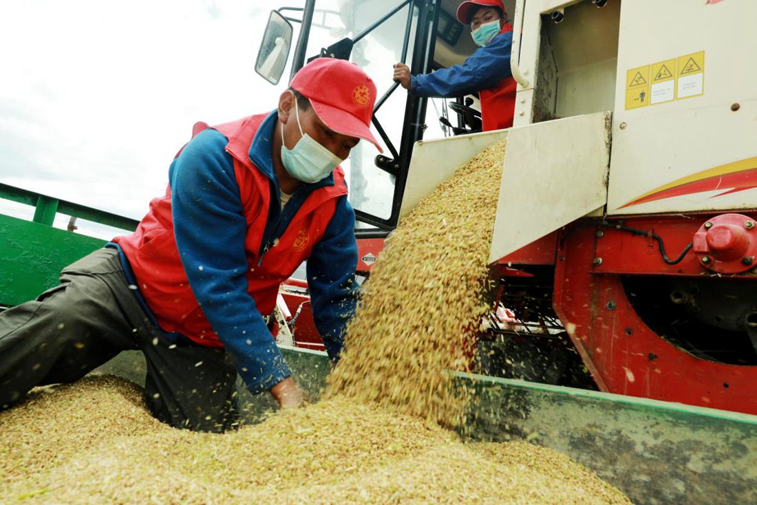 疫情之下，志愿者是田間最美的風景。洛克攝