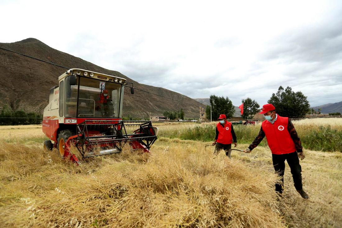 陣陣機械的轟鳴聲傳來豐收的喜悅。洛克攝