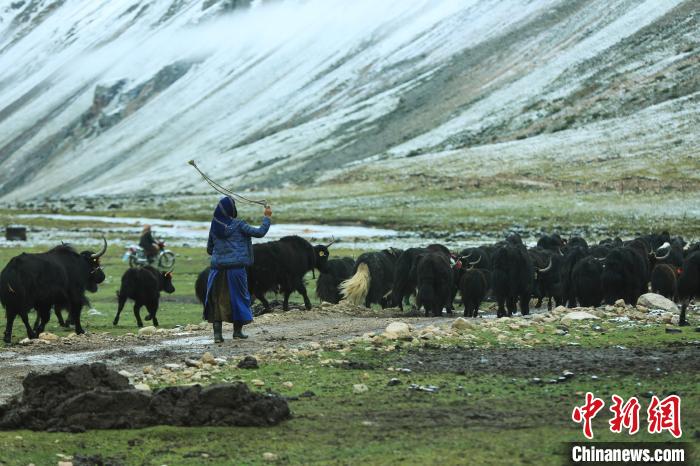 圖為牧民在趕牦牛?！÷蹇?攝