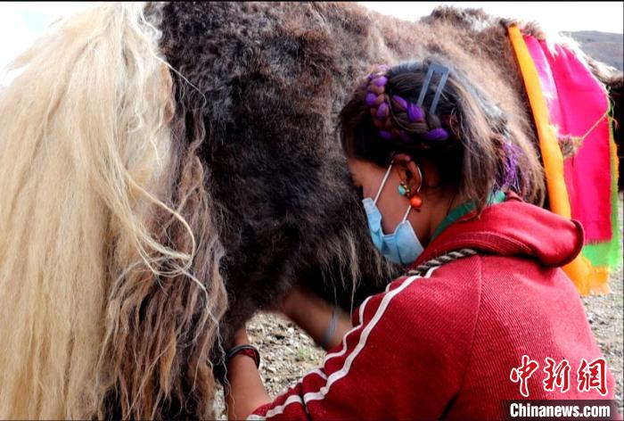 圖為牧民正在擠奶。　日喀則文聯(lián)供圖
