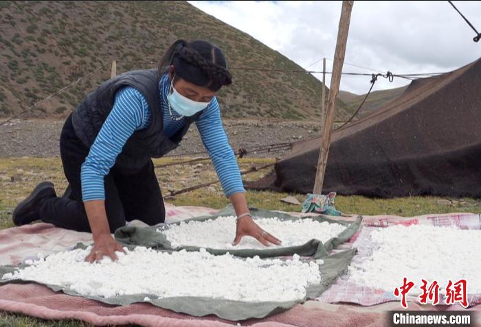 圖為牧民正在制作奶渣?！∪湛t文聯(lián)供圖