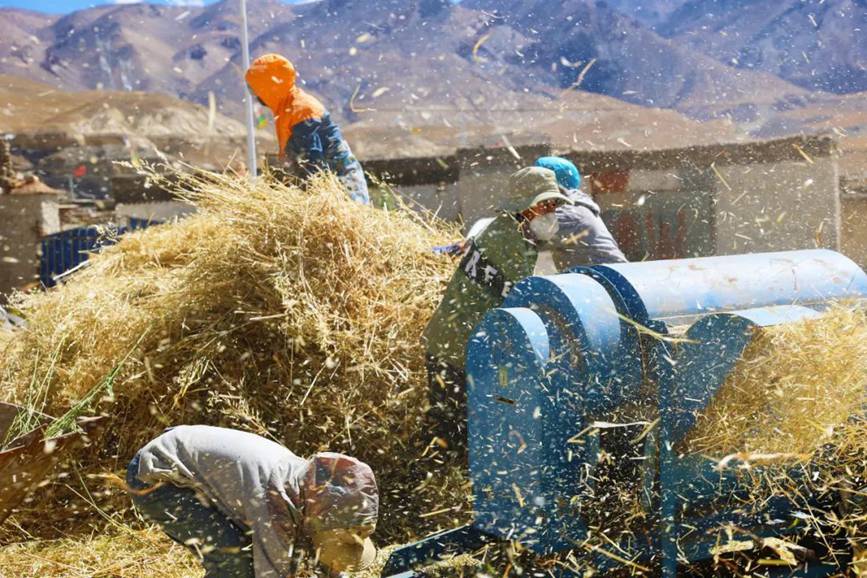 西藏吉?。簬愠两襟w驗秋收打場