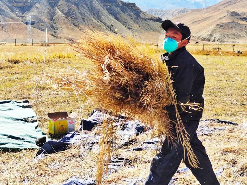 西藏吉?。簬愠两襟w驗秋收打場【2】