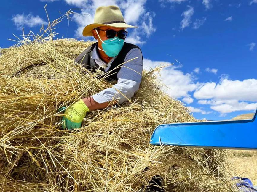 西藏吉?。簬愠两襟w驗秋收打場【3】