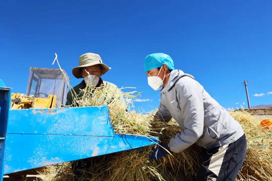 西藏吉?。簬愠两襟w驗秋收打場【4】