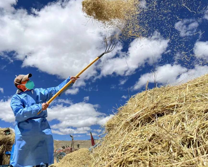 西藏吉?。簬愠两襟w驗秋收打場【6】