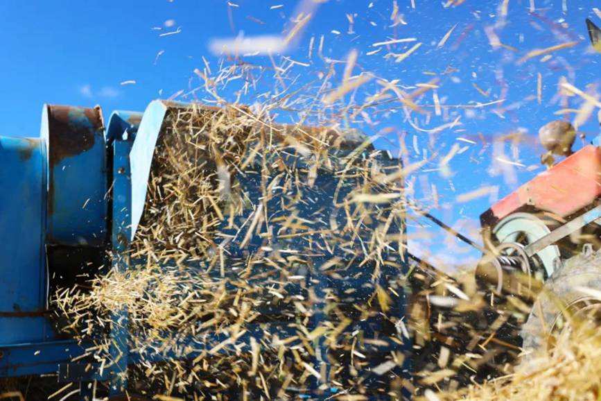 西藏吉?。簬愠两襟w驗秋收打場【7】