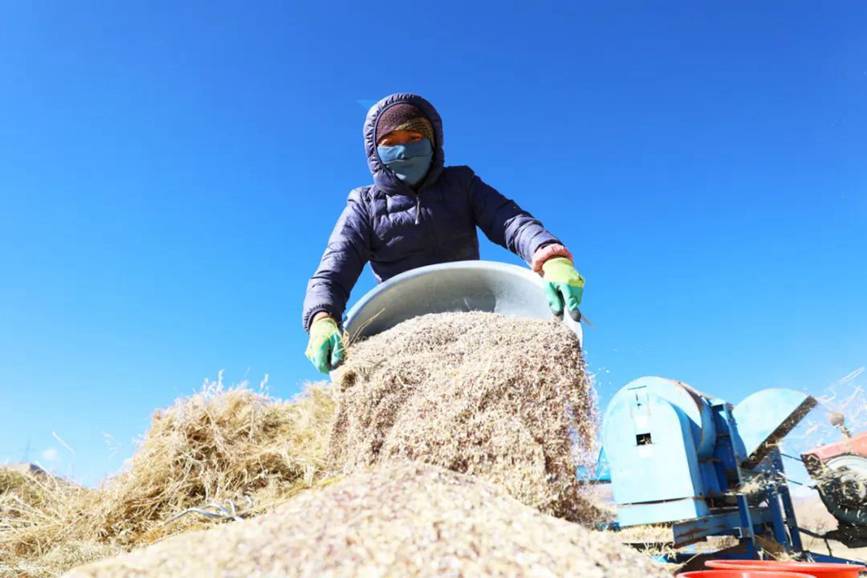 西藏吉?。簬愠两襟w驗秋收打場【8】