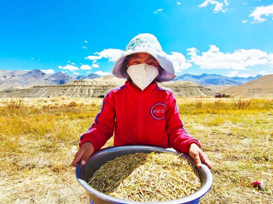 西藏吉?。簬愠两襟w驗秋收打場【9】