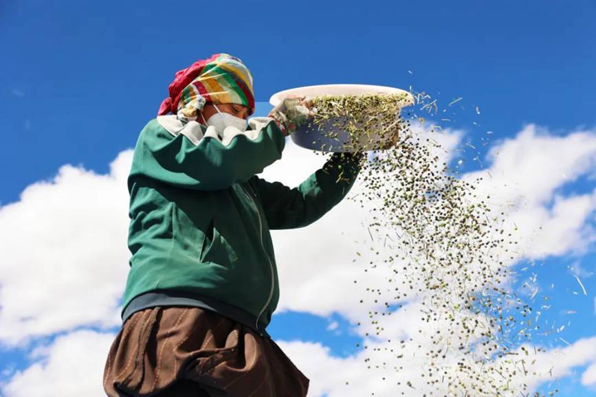 西藏吉?。簬愠两襟w驗秋收打場【11】