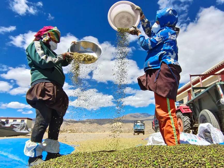 西藏吉?。簬愠两襟w驗秋收打場【10】