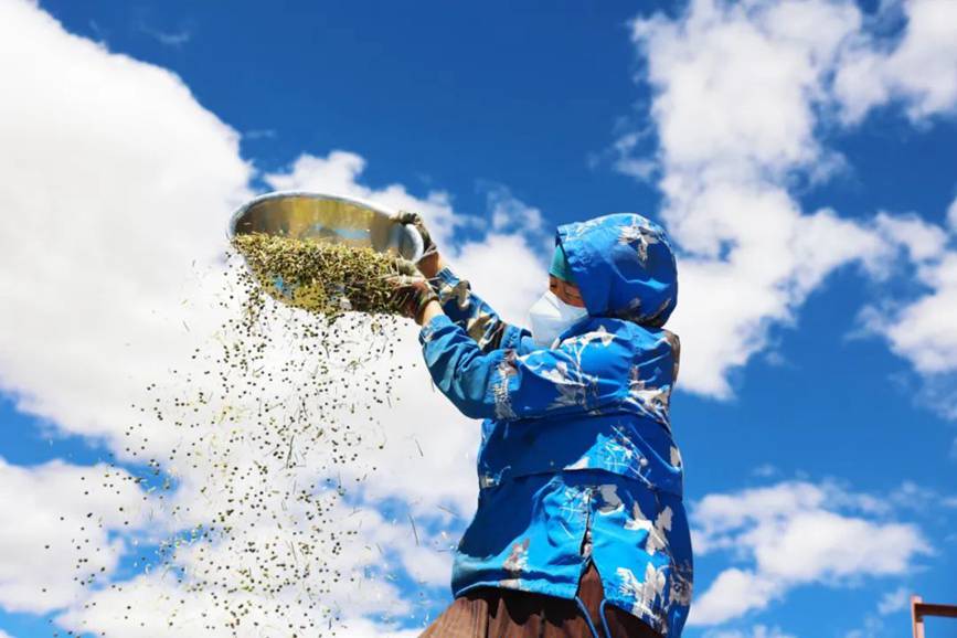 西藏吉?。簬愠两襟w驗秋收打場【12】