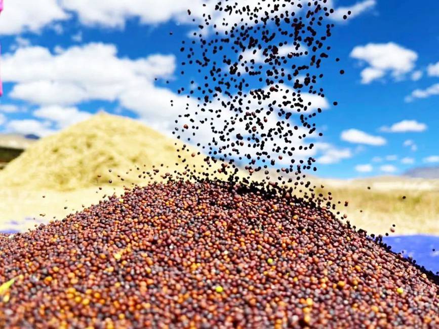 西藏吉?。簬愠两襟w驗秋收打場【13】