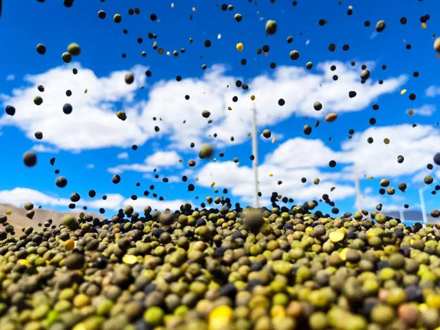 西藏吉?。簬愠两襟w驗秋收打場【14】