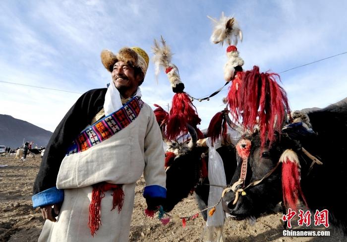 資料圖為2013年3月16日，拉薩市堆龍德慶區(qū)德慶村的農(nóng)民牽著牦牛參加春耕儀式，按照傳統(tǒng)方式由牦牛開第一犁。 <a target='_blank' href='/'><p  align=