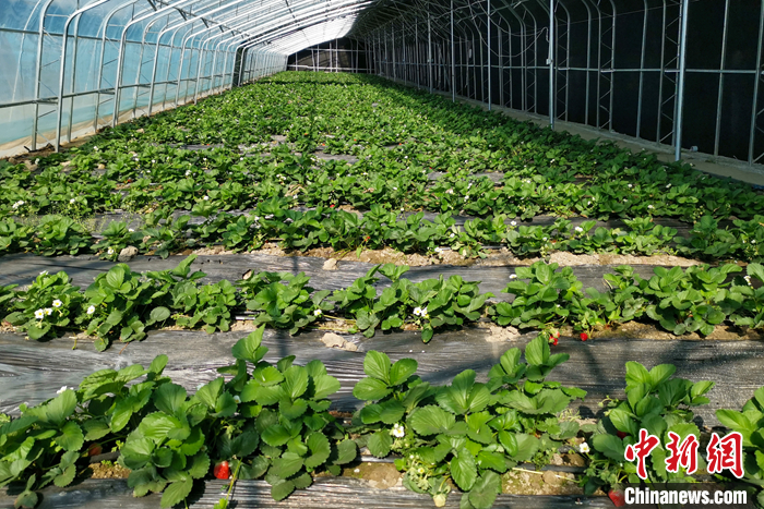圖為10月21日，康馬縣薩馬達鄉(xiāng)高原溫室大棚內的草莓長勢良好。<a target='_blank' href='/'><p  align=