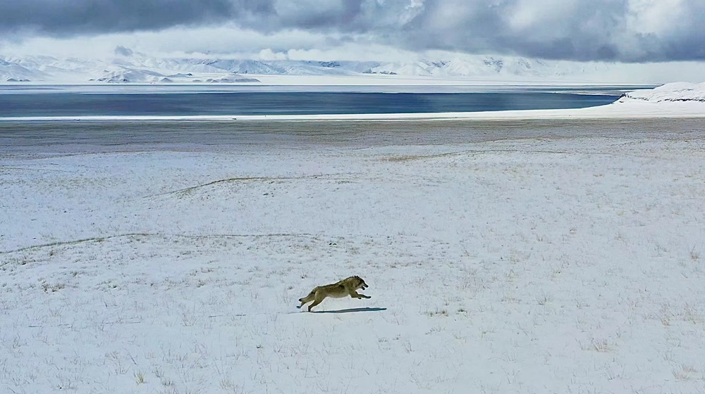 雪地里疾馳的阿里“狼”。
