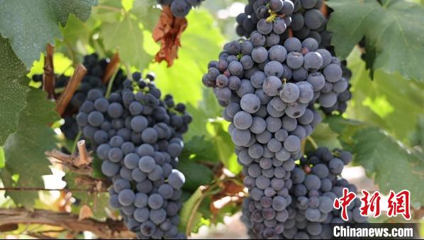 圖為桑日縣種植的葡萄?！∩侥仙Ｈ湛h委宣傳部提供