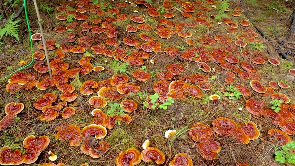 靈芝長勢喜人。