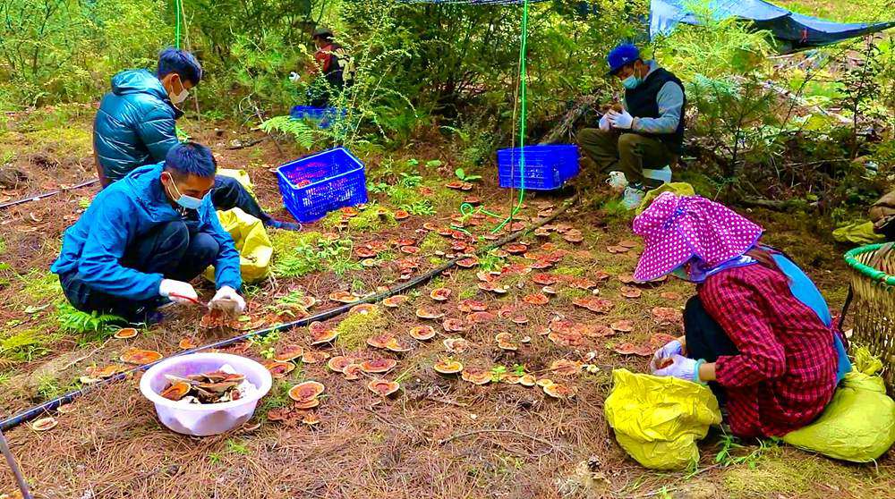 采摘靈芝。