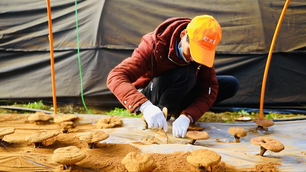 采收靈芝孢子粉。