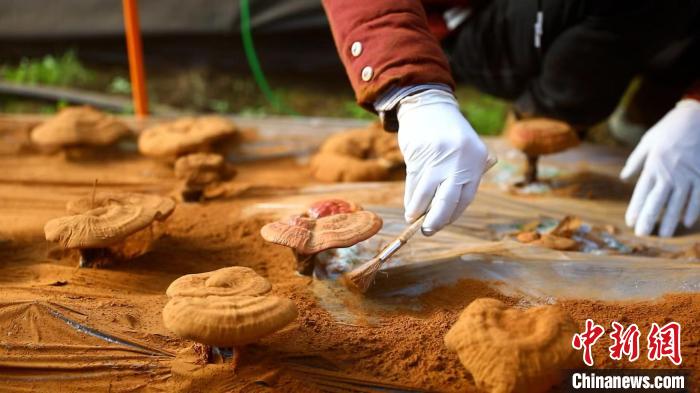 圖為農(nóng)民采收靈芝孢子粉?！〉录?攝