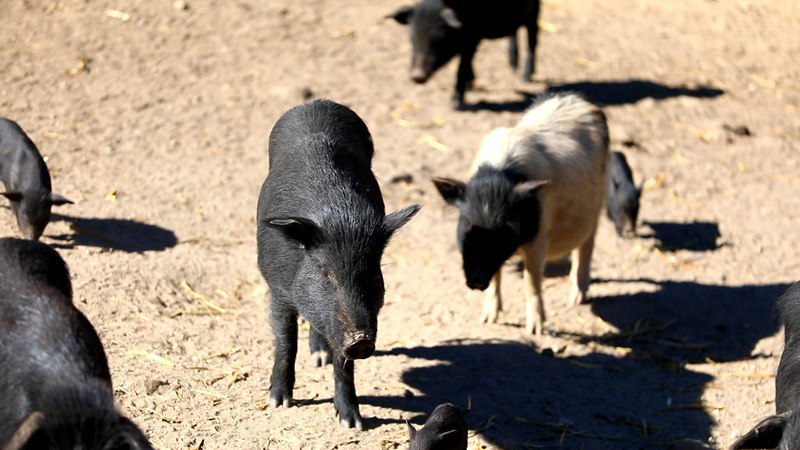 藏香豬在覓食。
