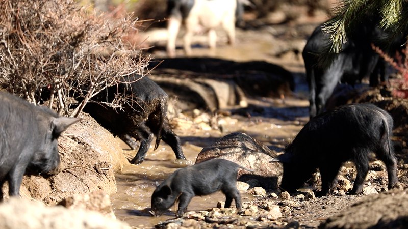 藏香豬在喝水。