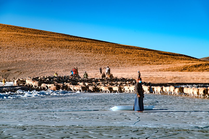 牧民趕著羊群，準備通過冰面。 覃穎華攝