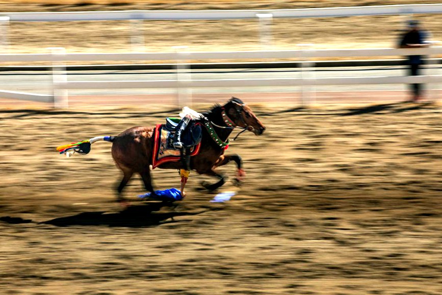 藏歷新年，精彩的馬術表演。張靜攝