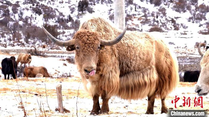 圖為角木那村生態(tài)散養(yǎng)的牦牛。　巴桑曲扎 　攝