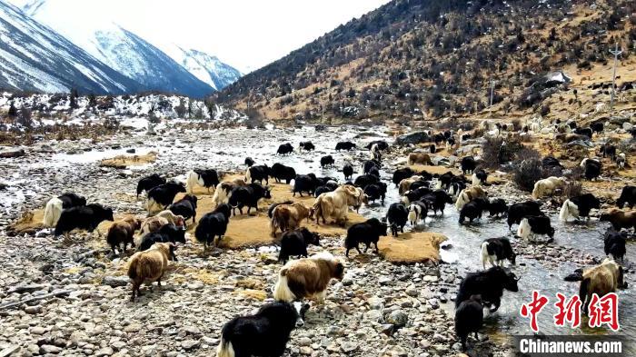 圖為角木那村生態(tài)散養(yǎng)的牦牛正在覓食?！『槿艉?攝