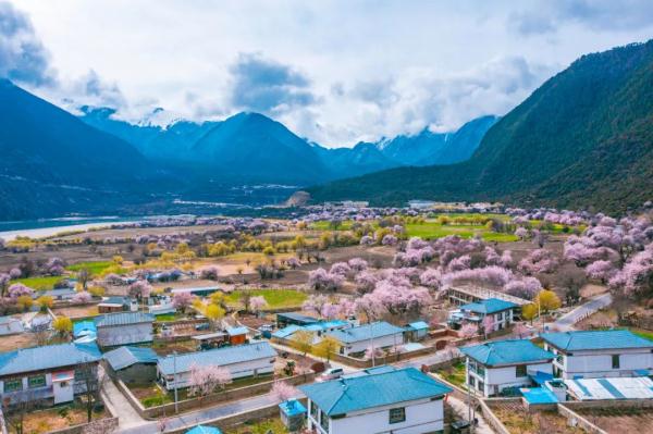 人間桃花源！林芝桃花有多絕？