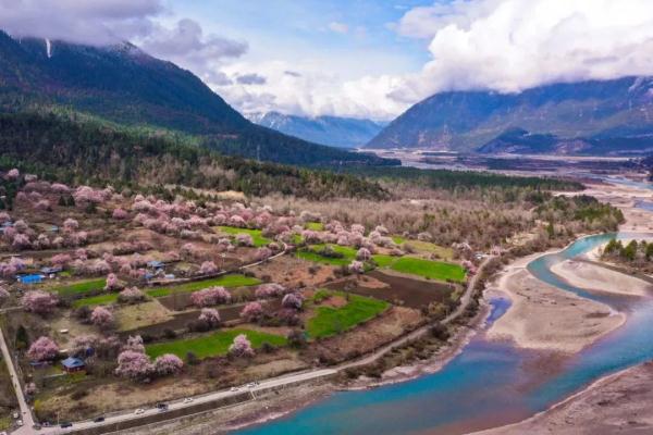 人間桃花源！林芝桃花有多絕？