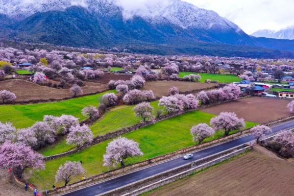 人間桃花源！林芝桃花有多絕？