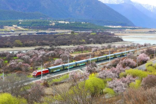 人間桃花源！林芝桃花有多絕？